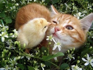 cat_and_chicken4