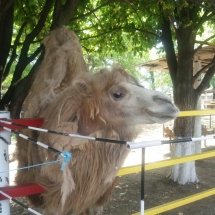 image-0-02-05-5235650ee0cc7ccc3d45b18f27157c64ebb1f56f21ceb7c35aa7e26f72ec15ca-v