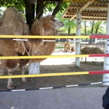 image-0-02-05-ebae44204fb8390474aab9d834c57e369ffac1238cddba37618b7bf2c8cbff2a-v